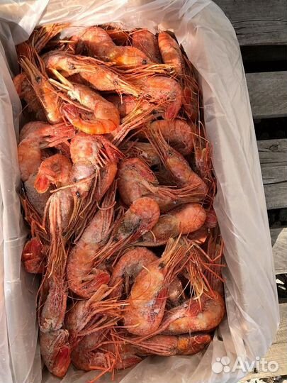 Креветка Ботан