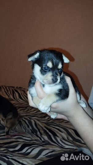 Щенки чихуахуа