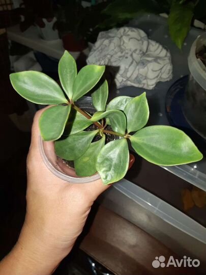 Пеперомия ангулата перескиелиственная