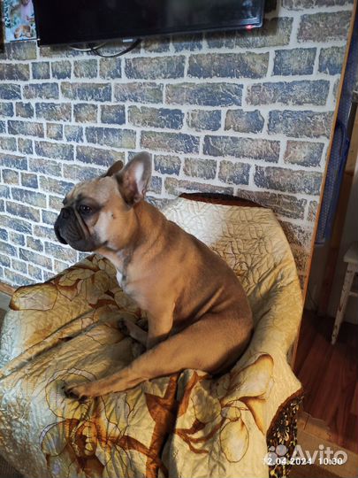 Французский бульдог,палевый-голубой