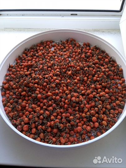 Шиповник сушеный