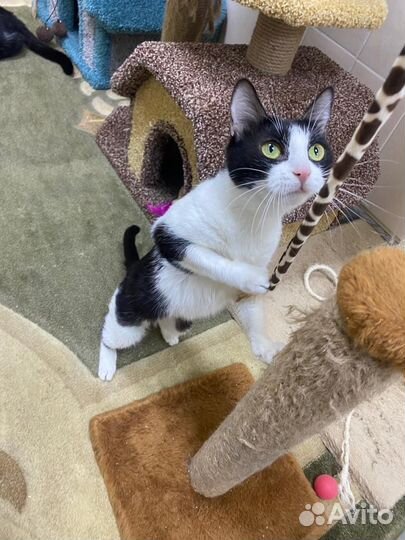 Домашняя кошка умрет на улице