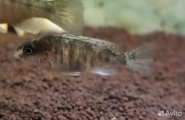 Аквариумные рыбки Тверь-Торжок-Кувшиново-Осташков