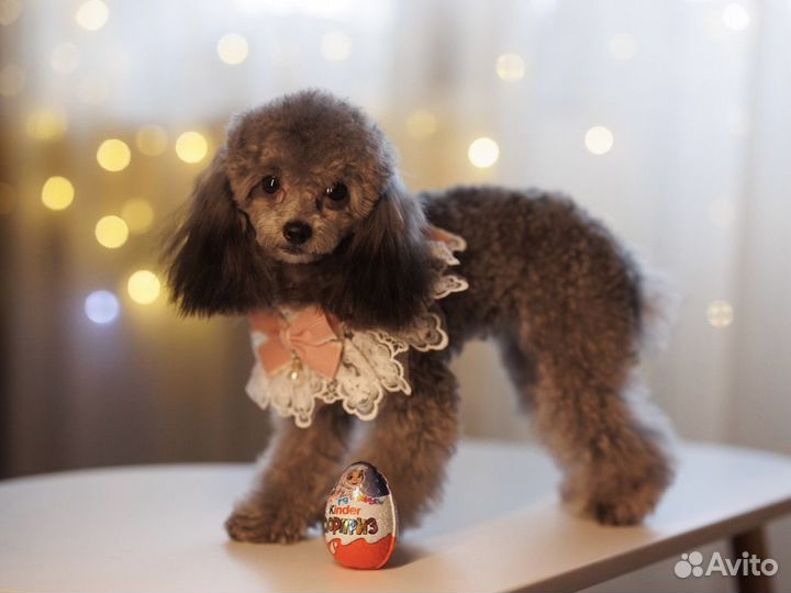 Тикап Тедди Пудель Китай