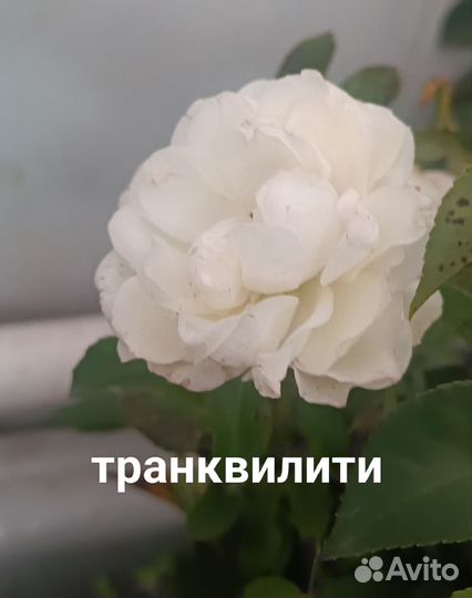 Лаванда, розы