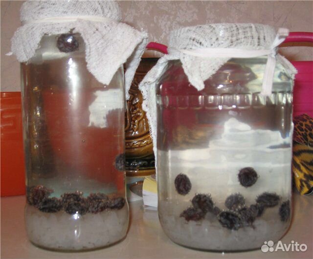 Индийский морской рис повышает иммунитет