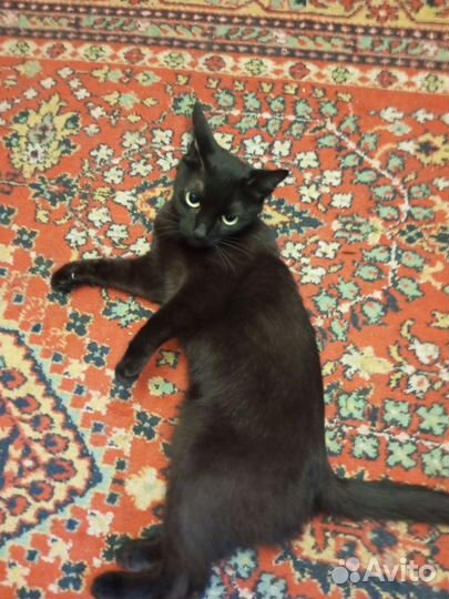 Кошка в добрые руки