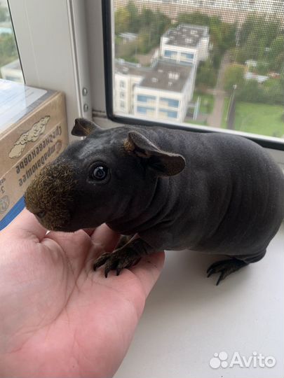 Морская свинка вязка скинни