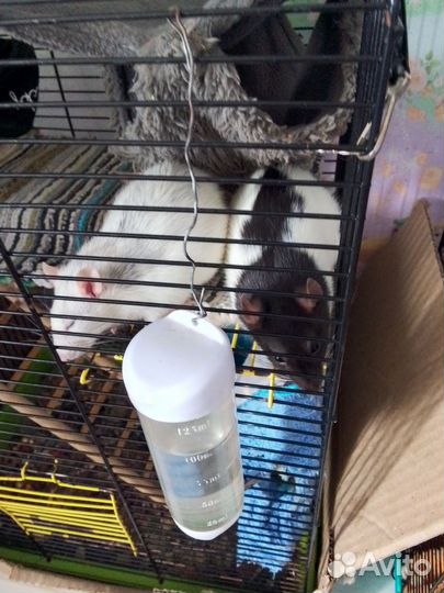 Декоративная крыса