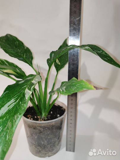 Спатифиллум Джемени