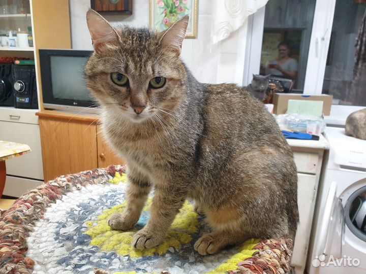 Кошечка в добрые руки