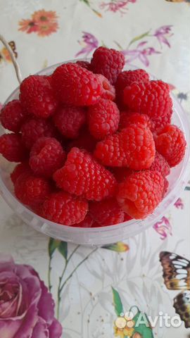 Саженцы малины