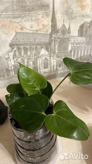 Антуриум розовый