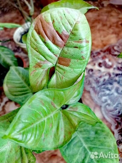 Сингониум орм нак шоколад, сингониумы разных сор-в