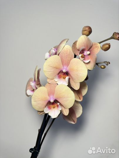 Орхидея фаленопсис