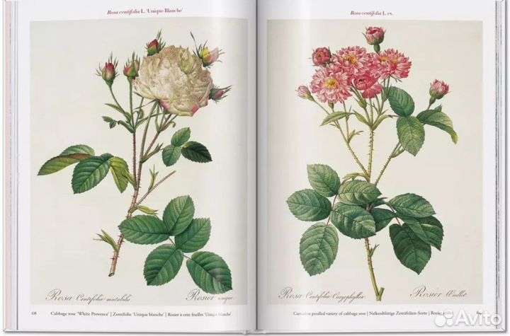 Roses. Pierre-Joseph Redoute