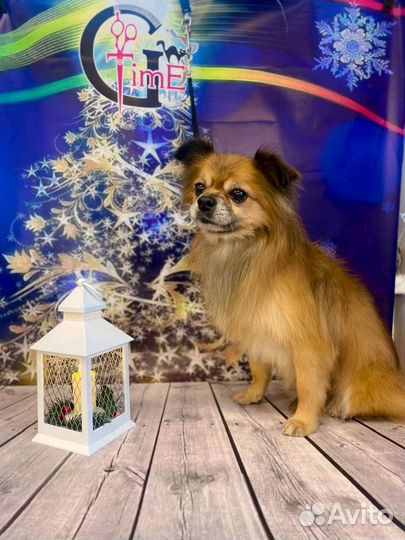 Отдам собаку в добрые руки