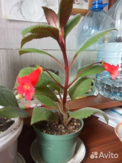 Комнатные цветы