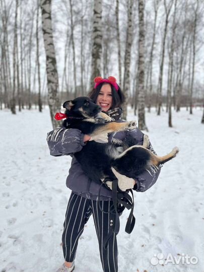 Восточноевропейская овчарка