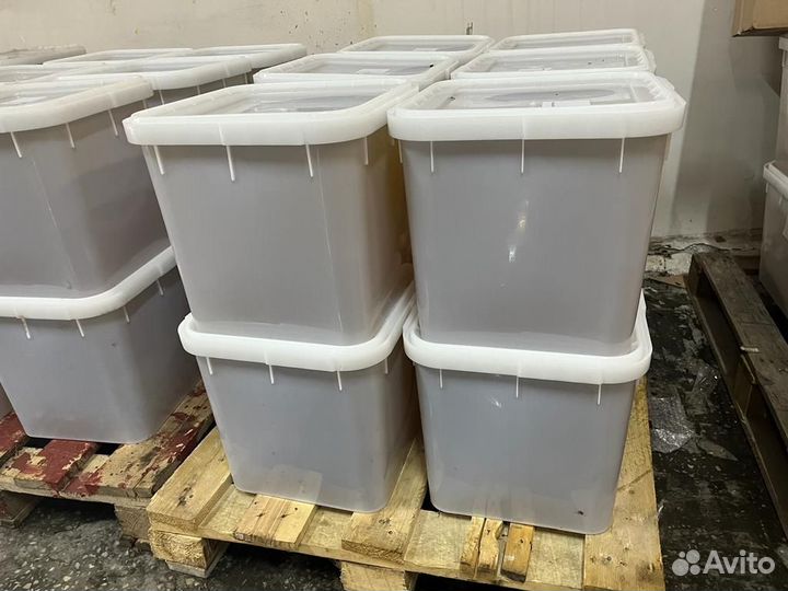 Цветочный мед оптом