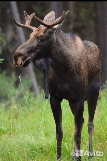 Продам охотхозяйство