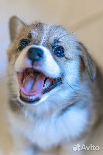 Вельш-корги