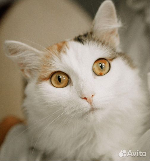 Красивая кошечка Агата в добрые руки