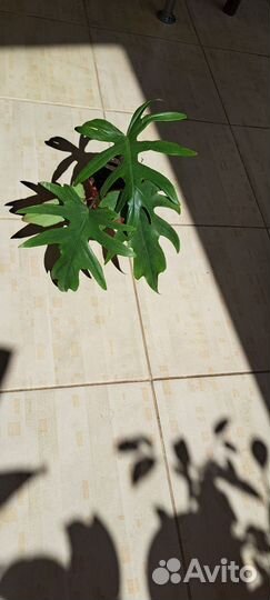 Филодендрон Лучистый