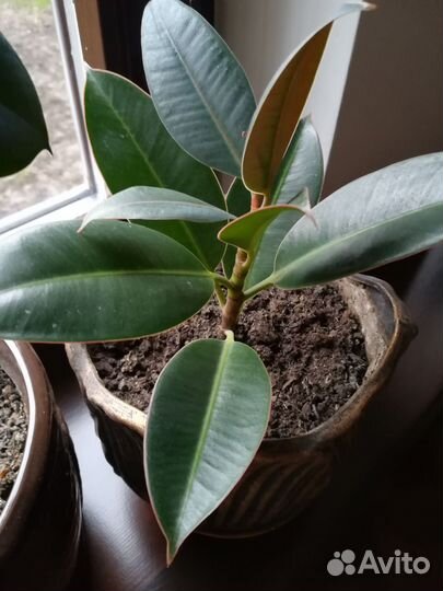 Комнатные растения