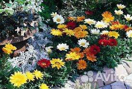 Катарантус, гацания, традесканция, хвостик