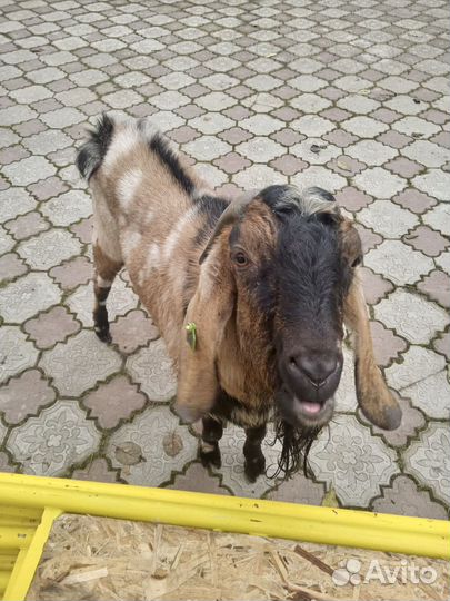 Нубийский козел