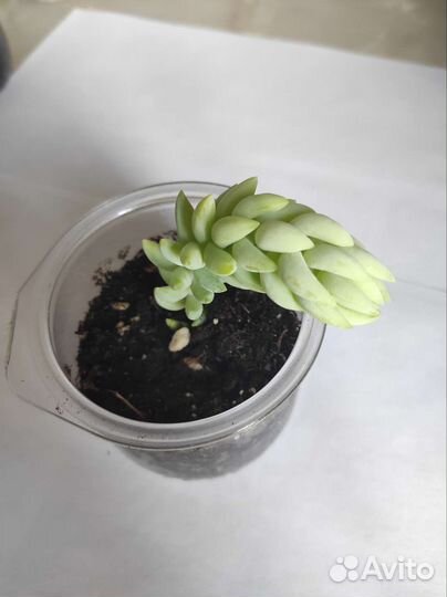 Седум моргана очиток