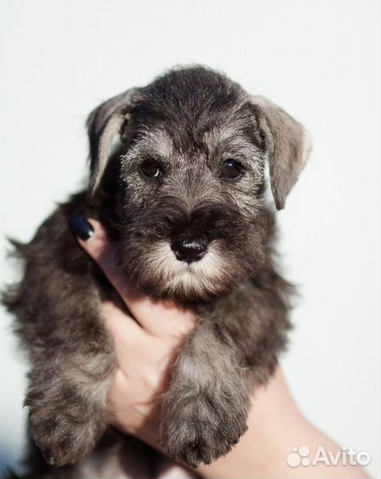 Цвергшнауцер щенки