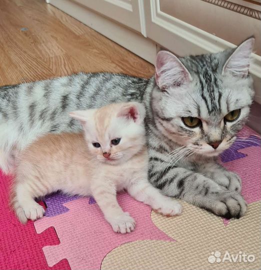 Шотландские прямоухие котята
