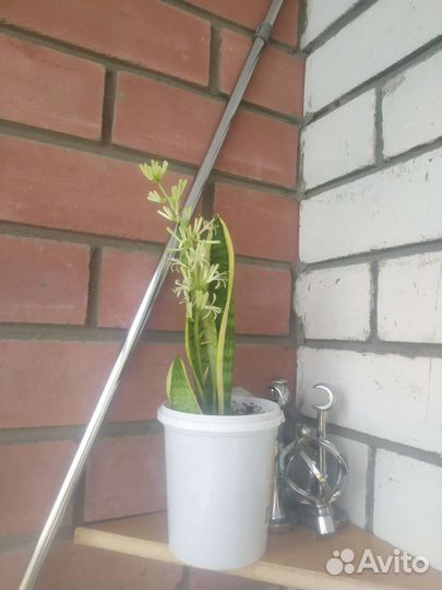 Сансевиерия