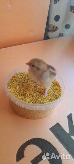 Цыплята мясо яичные