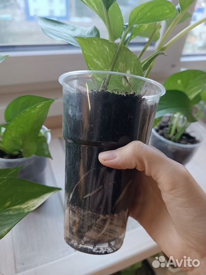 Эпипремнум Золотистый. Отводки