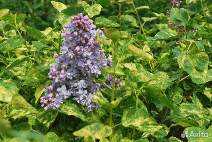 Саженцы сирени Аукубофолия