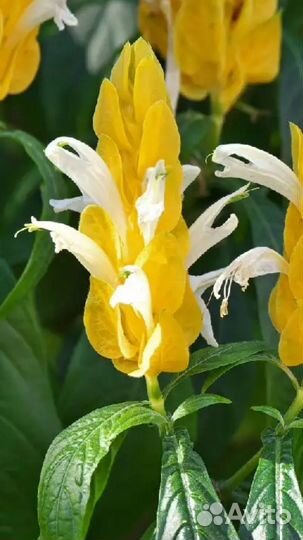 Пахистахис