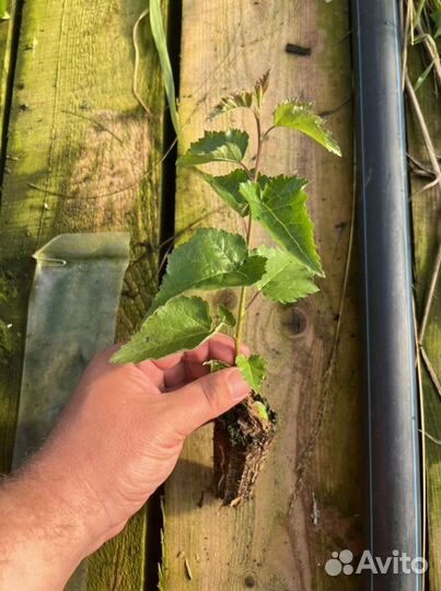 Сеянцы с зкс и окс Сосна Сосны