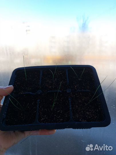 Овсянница сизая рассада