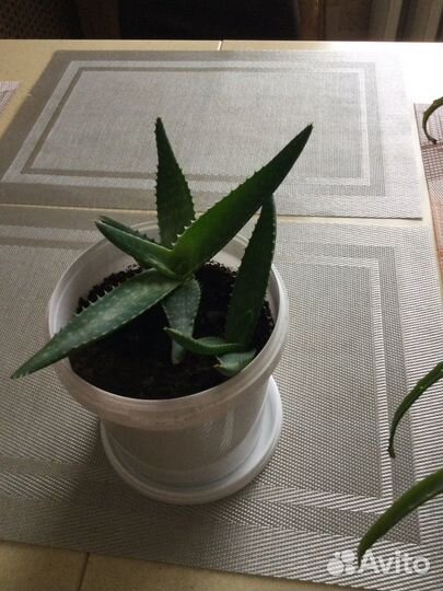 Комнатные цветы алоэ