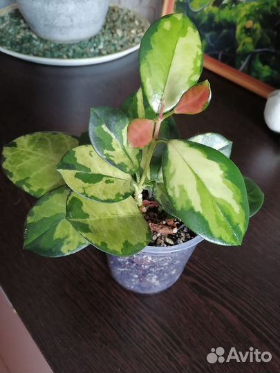 Калатея варшевича, фикус эластика, хойя лиза