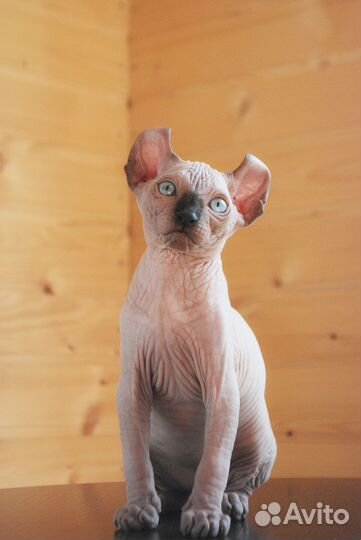 Шоколадный Минк девочка