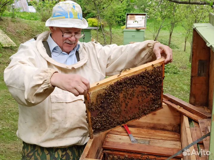 Пчёлы Карпатка