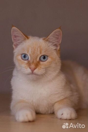 Котик в добрые руки