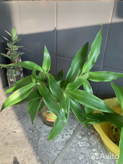 Отросток золотой ус