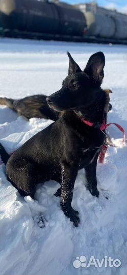 Отдам в добрые руки