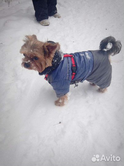 Для вязки Йоркширский терьер