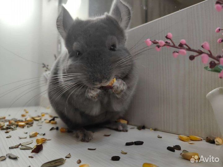 Шиншилла из домашнего питомника